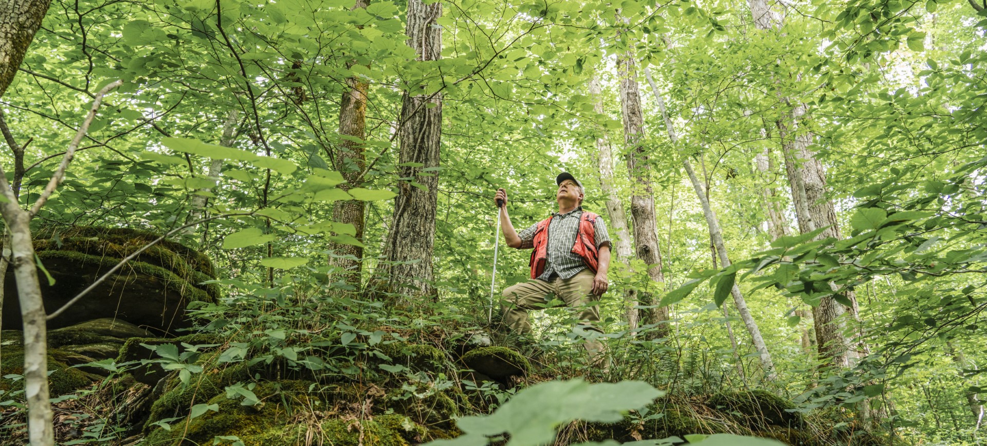 man with hiking stick stands on hill in green forest