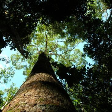 Hutan 10 Prinsip FSC