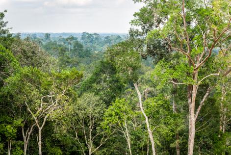 hutan TBI