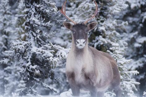 Caribou in snow