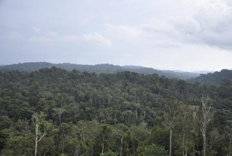 Forest in Sinar Wijaya, Papua