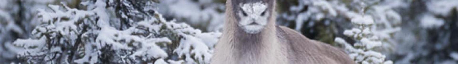 Caribou in snow